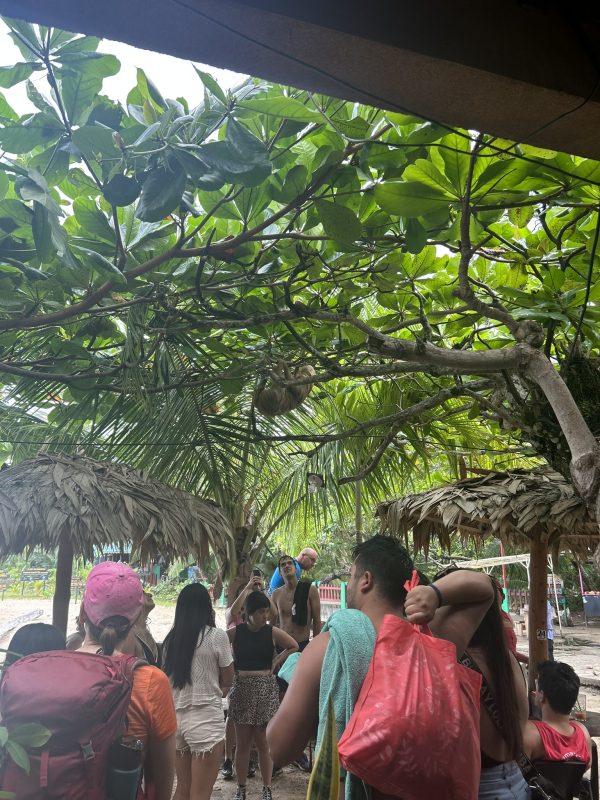 A group of people gathered under tropical trees with a sloth hanging from a branch above.